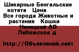 Шикарные Бенгальские котята › Цена ­ 25 000 - Все города Животные и растения » Кошки   . Ненецкий АО,Лабожское д.